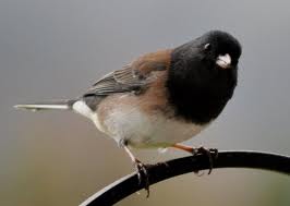 Dark-eyed Junco