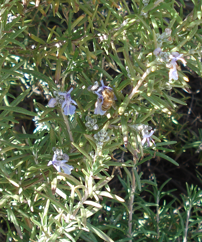 Spring Rosemary