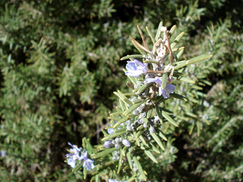 Rosemary Blossoms