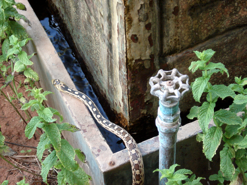 Snake at Copper Water Feature