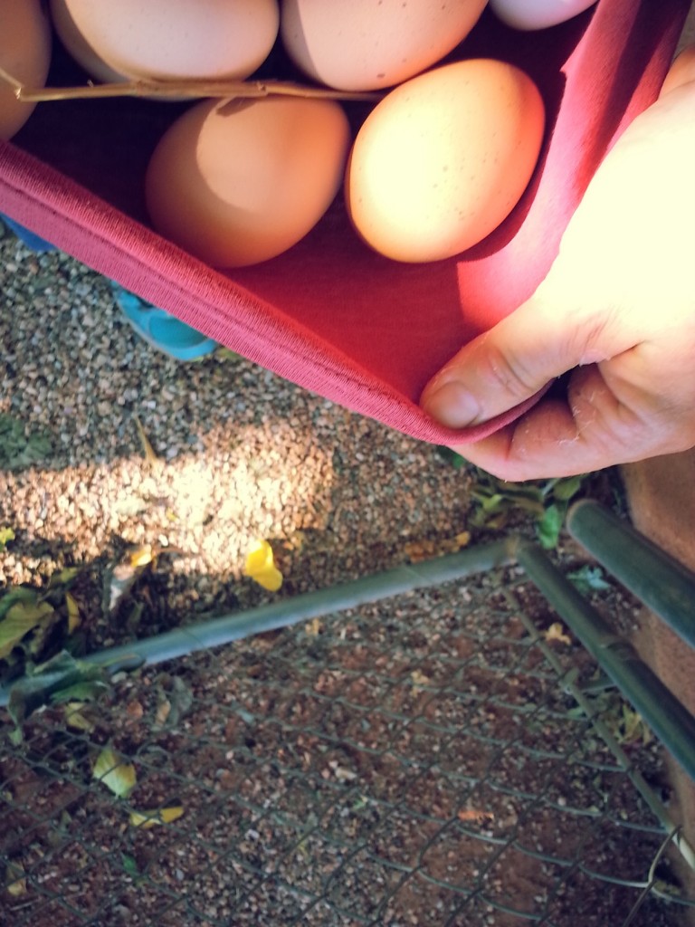 gathering eggs // fresh food from the garden // homegrown goodness // Mike Dumas Copper Designs
